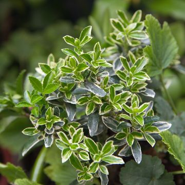 Evónimo do Japão Microphyllus Albovariegatus