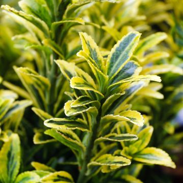 Evónimo do Japão Microphyllus Aureovariegatus