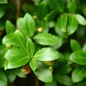 Evónimo do Japão Microphyllus