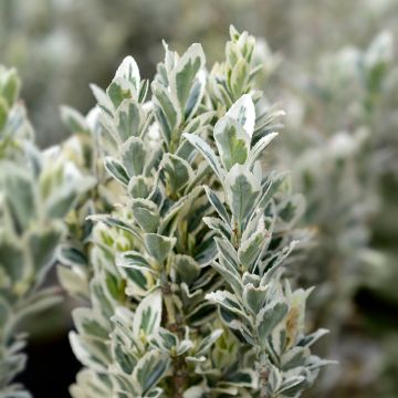 Evónimo do Japão White Spire