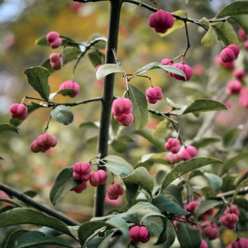 Euonymus vidalii