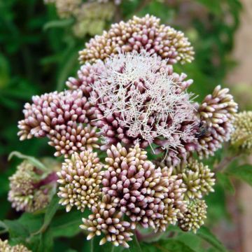 Eupatorium cannabinum Plenum