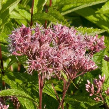 Eupatorium maculatum Purple Bush