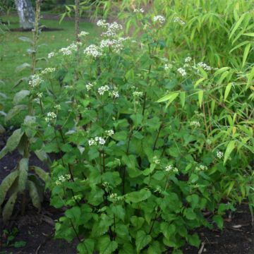 Eupatorium rugosum