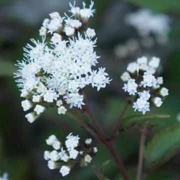 Eupatorium altissima Chocolate