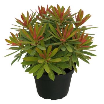 Euphorbia híbrida Medea