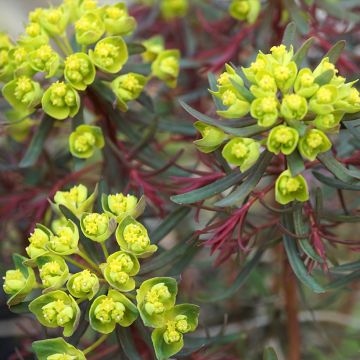 Euphorbia cyparissias Fens Ruby