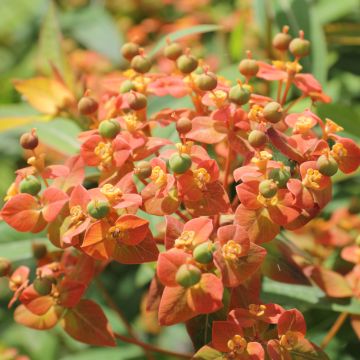 Euphorbia griffithii