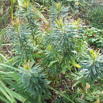 Euphorbia x martinii