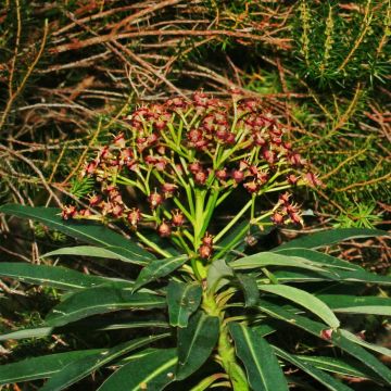 Euphorbia mellifera