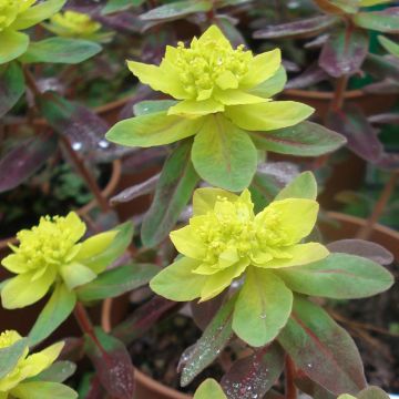 Euphorbia polychroma Bonfire