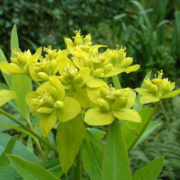 Euphorbia sarawschanica