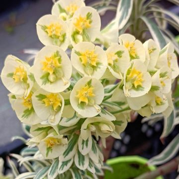 Trovisco-macho Tasmanian Tiger