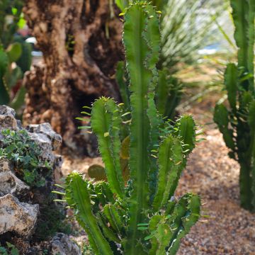 Euphorbia trigona