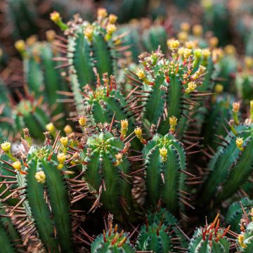 Euphorbia enopla - Euphorbe cactus