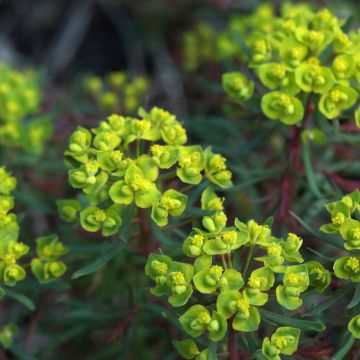 Euphorbia cyparissias Fens Ruby