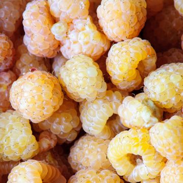 Framboeseiro anão Lowberry Little Orangelina - Rubus idaeus Framboeseiro anão Lowberry Little Orangelina - Rubus idaeus