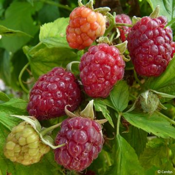 Framboeseiro Primeberry Autumn Happy - Rubus idaeus