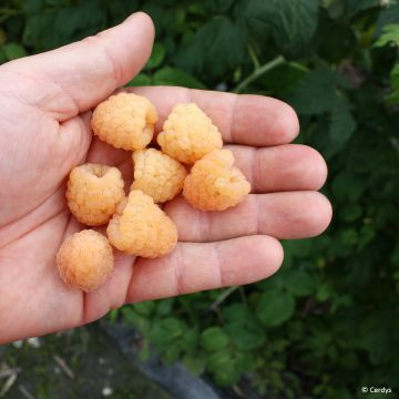 Framboeseiro Primeberry Autumn Sun - Rubus idaeus Framboeseiro Primeberry Autumn Sun - Rubus idaeus
