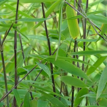 Fargesia nitida × murielae Viking