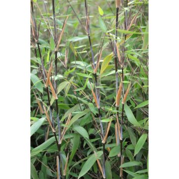 Fargesia nitida Great Wall