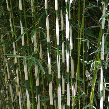 Fargesia robusta Pingwu Fargesia robusta Pingwu