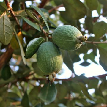 Goiabeira-serrana Triumph - Feijoa sellowiana