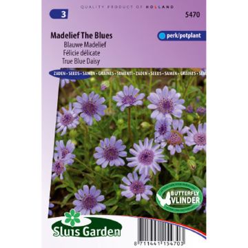 Felicia heterophylla The Blues em sementes