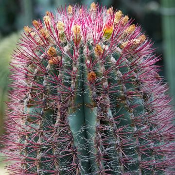 Ferocactus stainesii var. pilosus