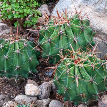 Ferocactus latispinus - Cacto-barril