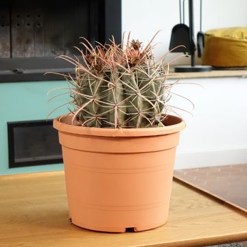 Ferocactus emoryi subsp. rectispinus