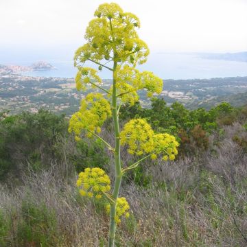 Ferula communis