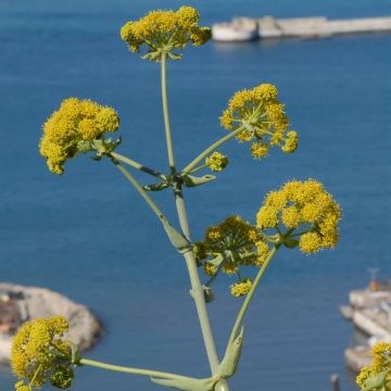 Ferula tingitana