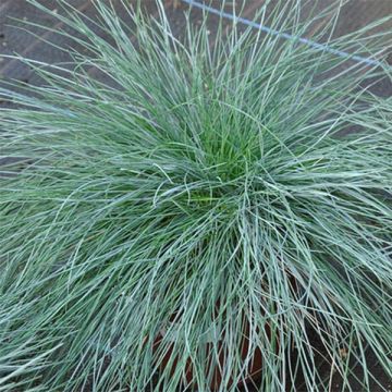 Festuca glauca