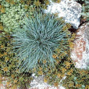 Festuca-azul Easy Blue - Festuca glauca