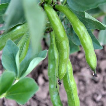 Fava Aguadulce com vagem muito comprida Bio