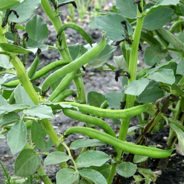 Fava Aguadulce com vagem muito comprida Vilmorin