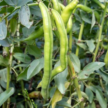 Fava Aguadulce com vagem muito comprida
