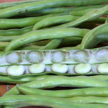 Fava melhorada Driemaal Wit Listra