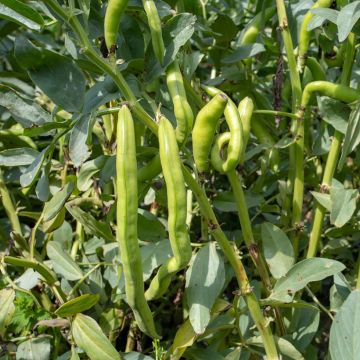 Fava Sevilha de vagem comprida Vilmorin