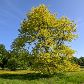 Gleditsia triacanthos Sunburst