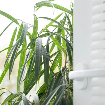 Ficus binnendijkii Alii