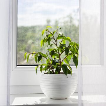 Ficus benjamina Exotica