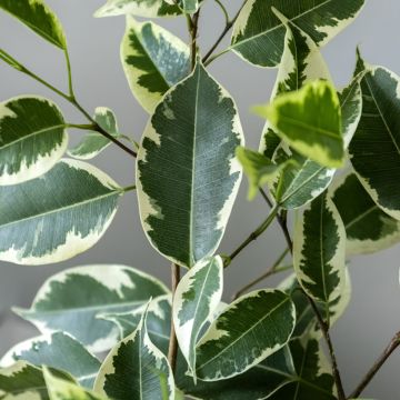 Ficus benjamina Golden King - Figueira-benjamim