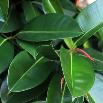 Ficus elastica Melany