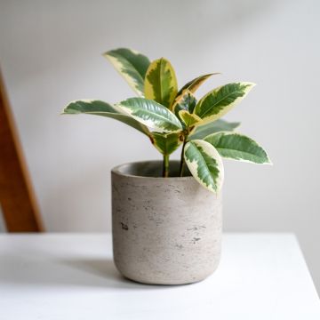 Ficus elastica Tineke