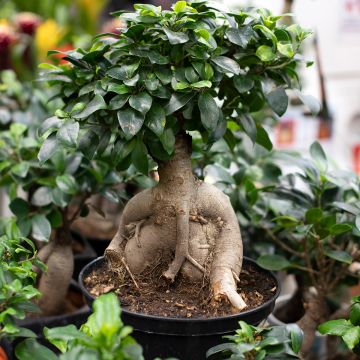 Ficus microcarpa