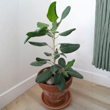 Ficus benghalensis Audrey - Figueira-de-bengala