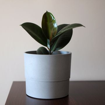 Ficus elastica Burgundy - Borracheira