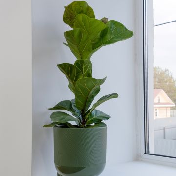 Ficus lyrata Tibaco Bambino - Figueira-lira